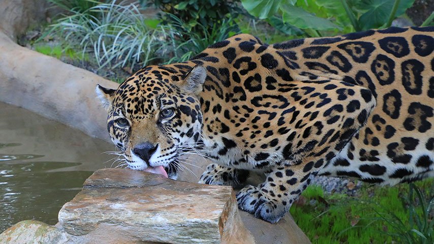 Deccan Alert | Tiger Crosses Border into Andhra Pradesh Prompting Alert and Urgent Action from Forest Department