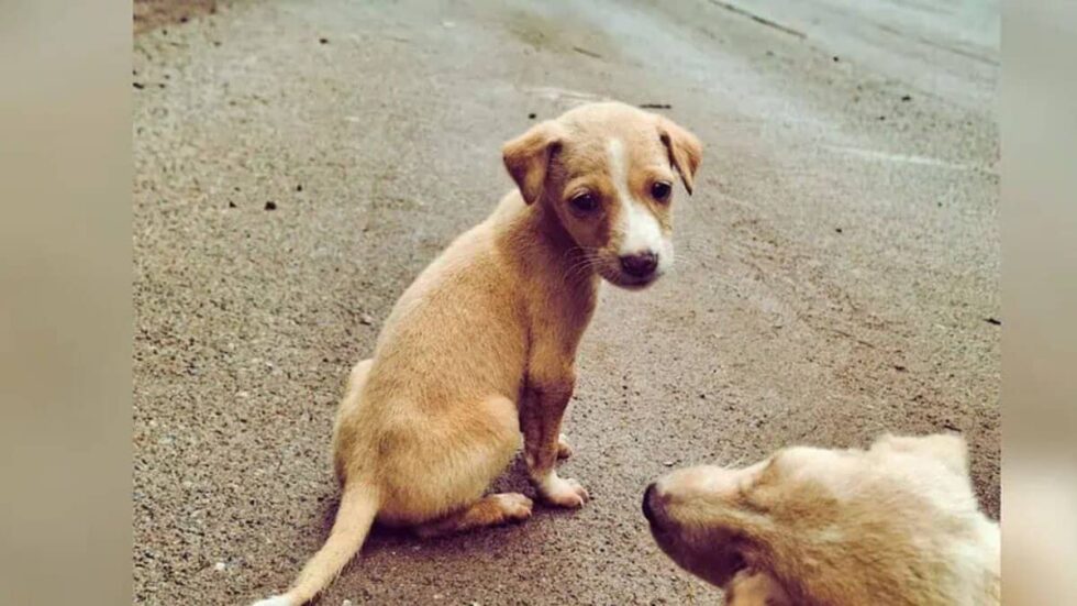 Deccan Alert | Telangana High Court Orders Immediate Reconstitution of Animal Welfare Board