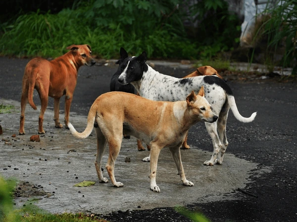 Deccan Alert | Allegations of Massive Dog Killings Raise Concerns in Telangana Villages