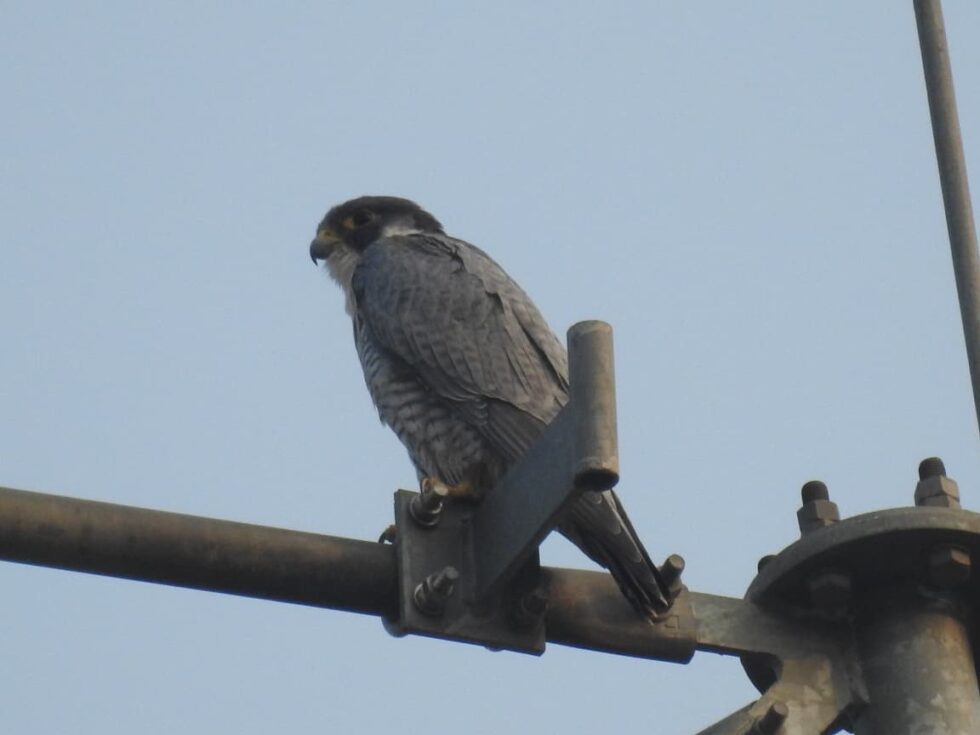 Deccan Alert | Peregrine Falcon Spotted in Telangana's Kawal Sanctuary After Five Years