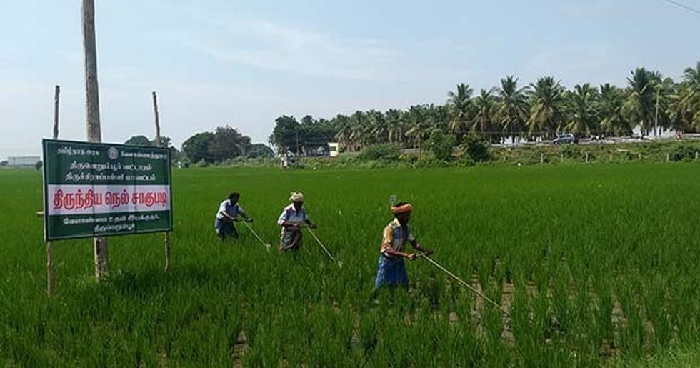 Deccan Alert | TN Govt Unveils Agroforestry Policy to Boost Farmers' Income and Address Climate Change